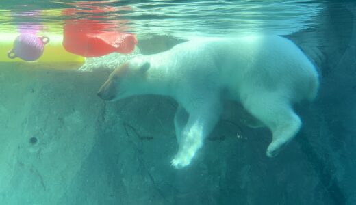 北極熊とカバとウサギ in 旭山動物園！