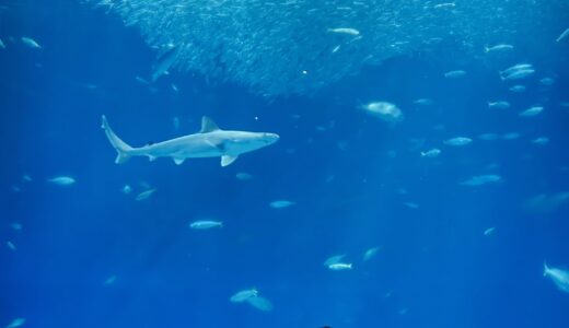 【行ってきた！】とーっても広い大洗水族館🐟